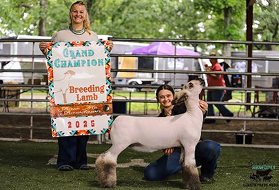 Grand Champion Commercial Ewe
Show Me Show Down(MO)